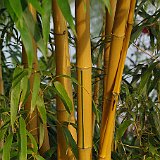 Phyllostachys aureocaulis vivax.jpg